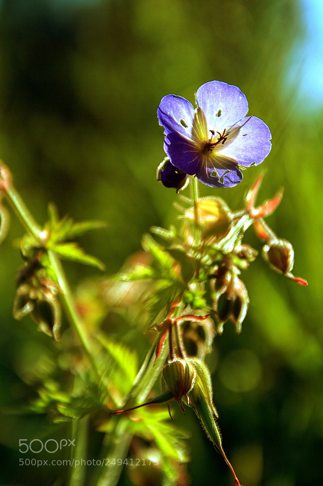Canon EOS 60D sample photo. Flower photography