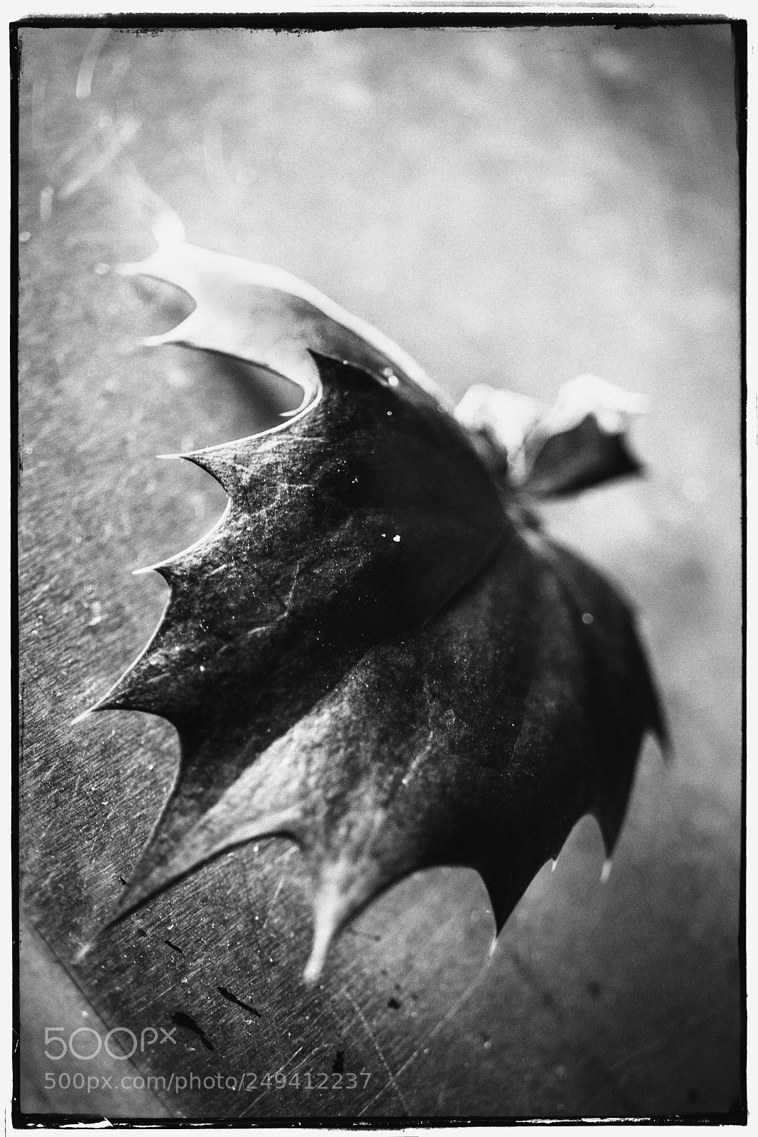 Sony a7 sample photo. Wintry leaf study photography