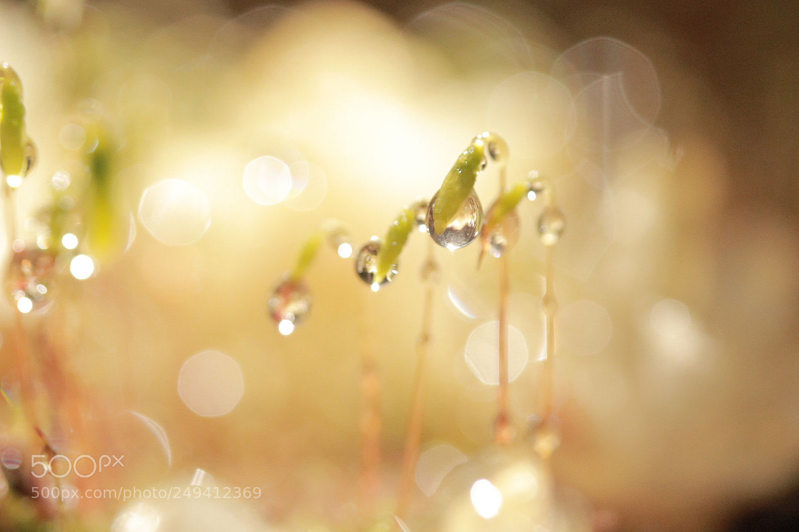 Canon EOS 100D (EOS Rebel SL1 / EOS Kiss X7) sample photo. Whisper of the dews photography