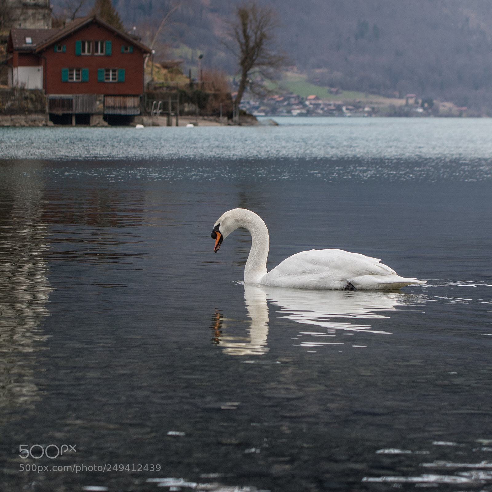 Nikon D7100 sample photo. Swan  photography