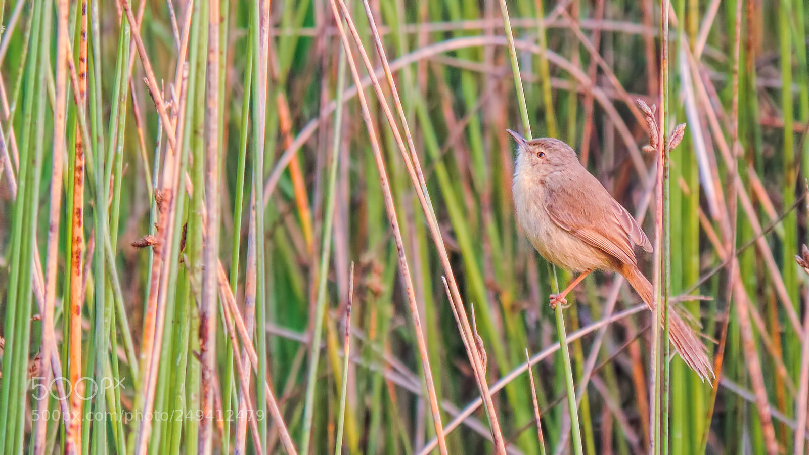 Nikon Coolpix P520 sample photo. Plain prinia photography