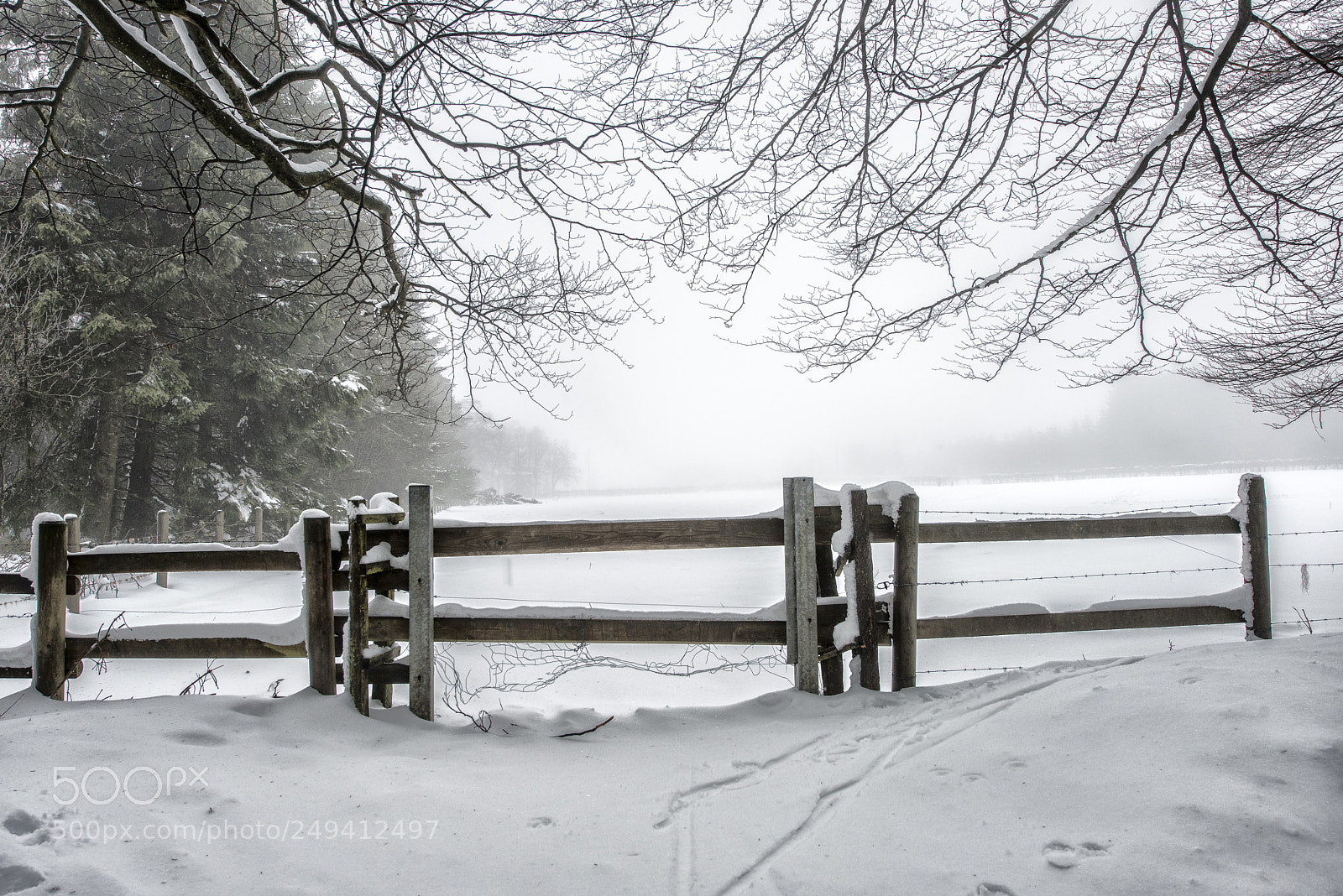 Nikon D800 sample photo. Misty snowfield photography