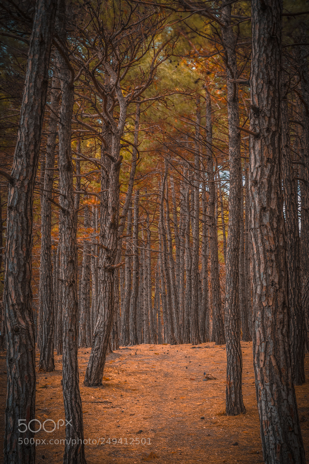 Canon EOS 5DS R sample photo. Forest promenade photography