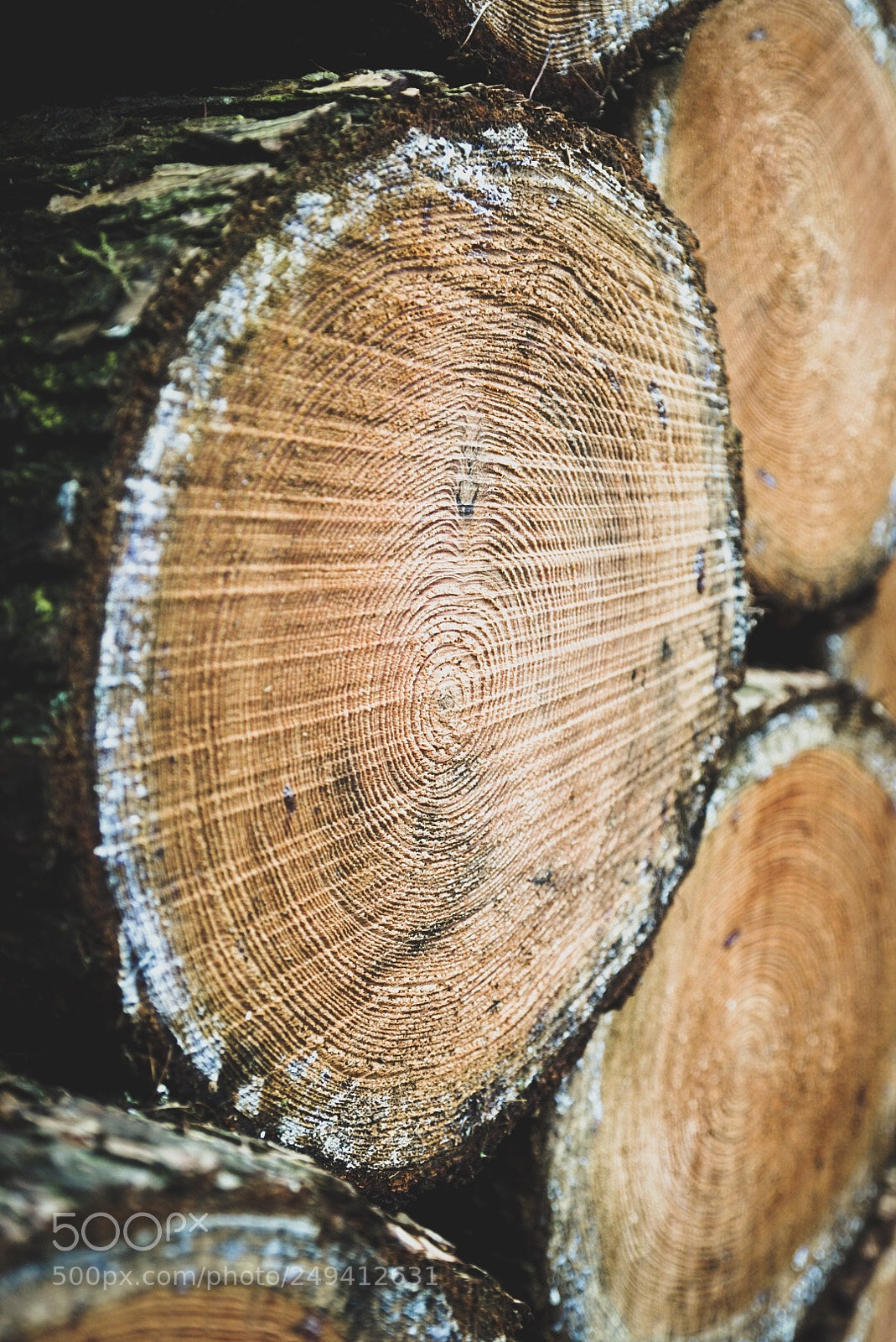 Sony ILCA-77M2 sample photo. Timber photography