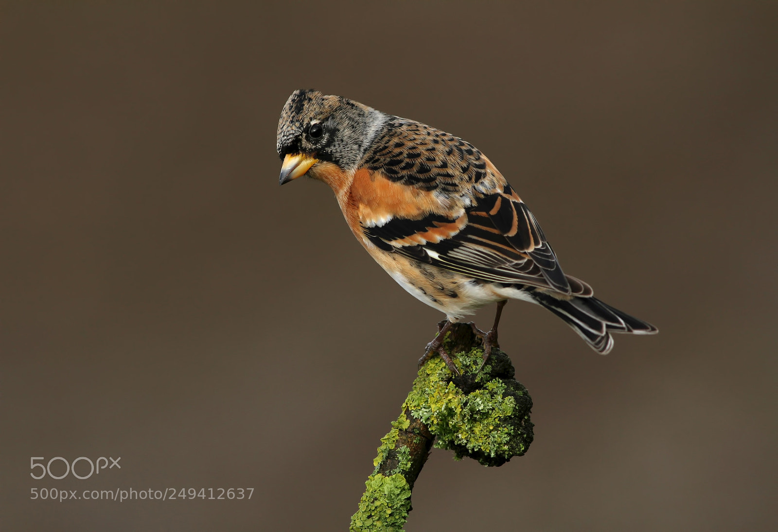 Canon EOS 7D sample photo. Brambling photography