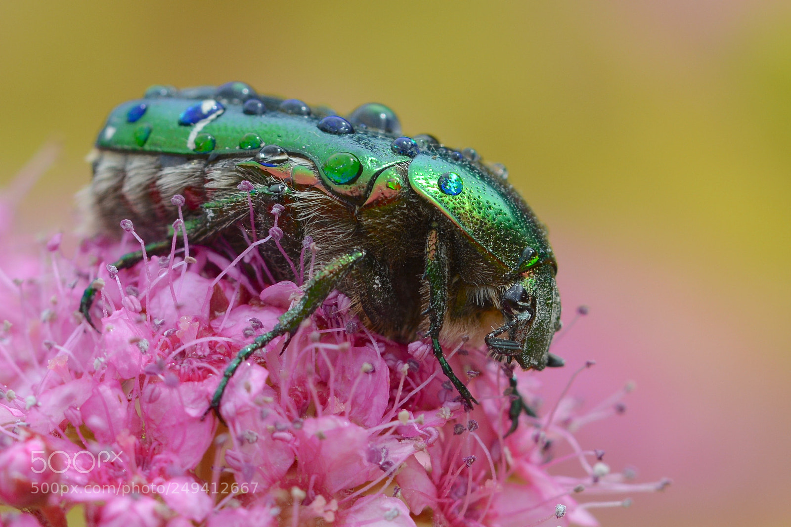 Nikon D7100 sample photo. Rain porter photography