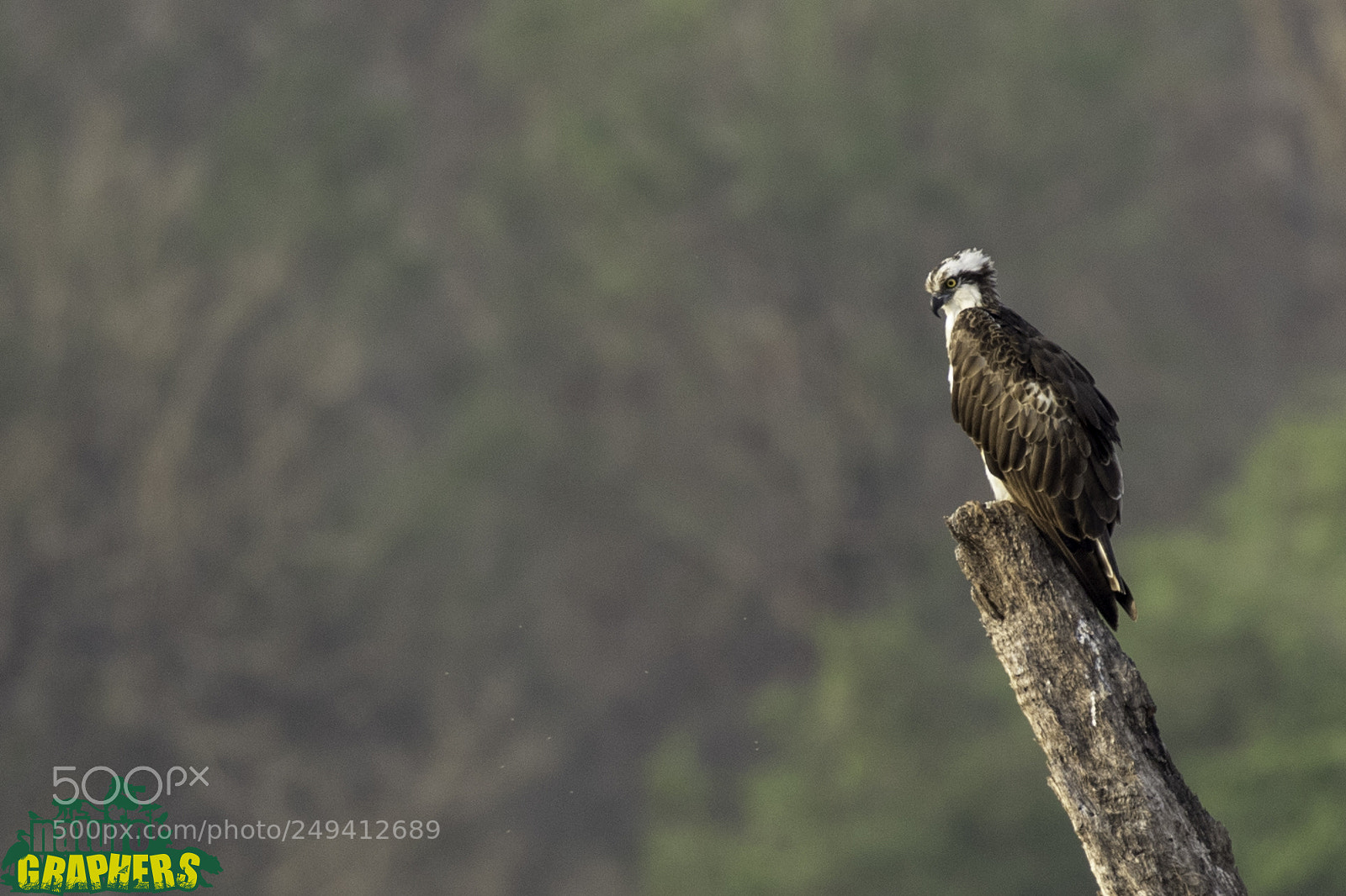 Canon EOS 7D Mark II sample photo. Osprey photography
