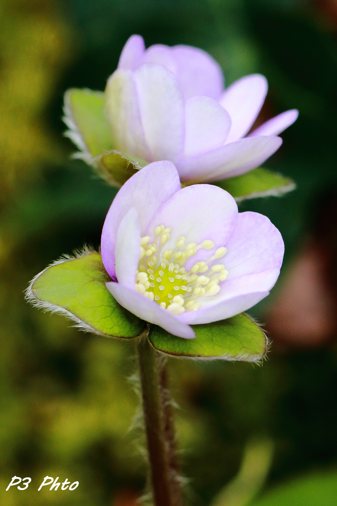 Canon EF 100mm F2.8L Macro IS USM sample photo. Img photography