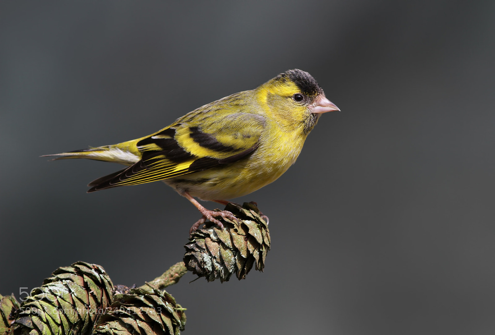 Canon EOS 7D sample photo. Siskin photography