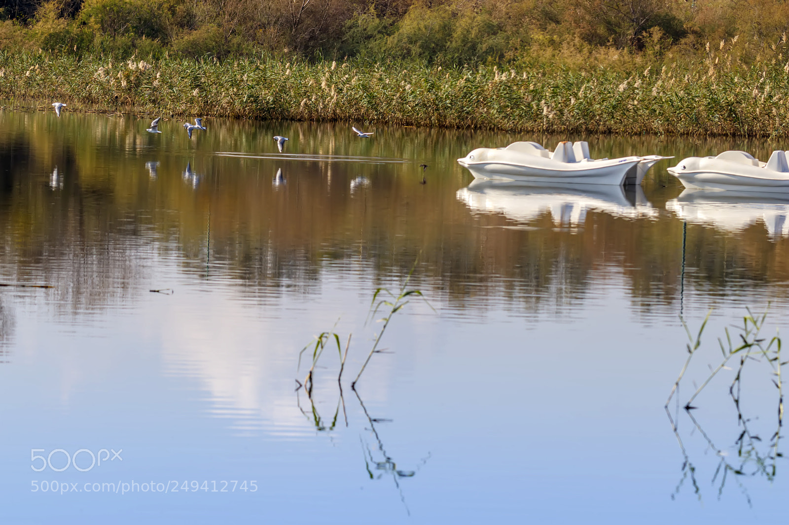 Canon EOS 80D sample photo. Reflection in the water photography