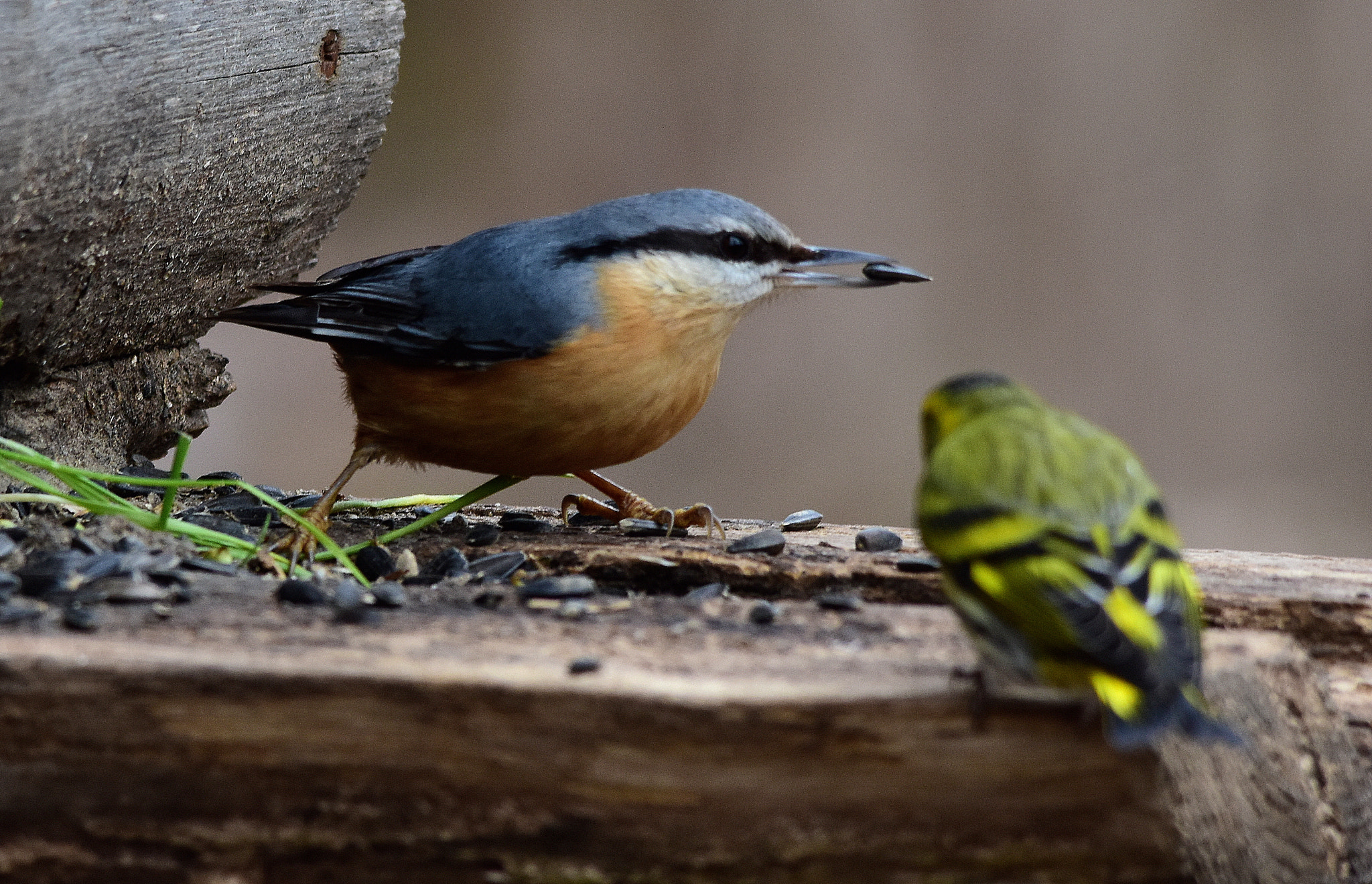 Sigma 150-500mm F5-6.3 DG OS HSM sample photo. Picchio muratore con verzellino photography