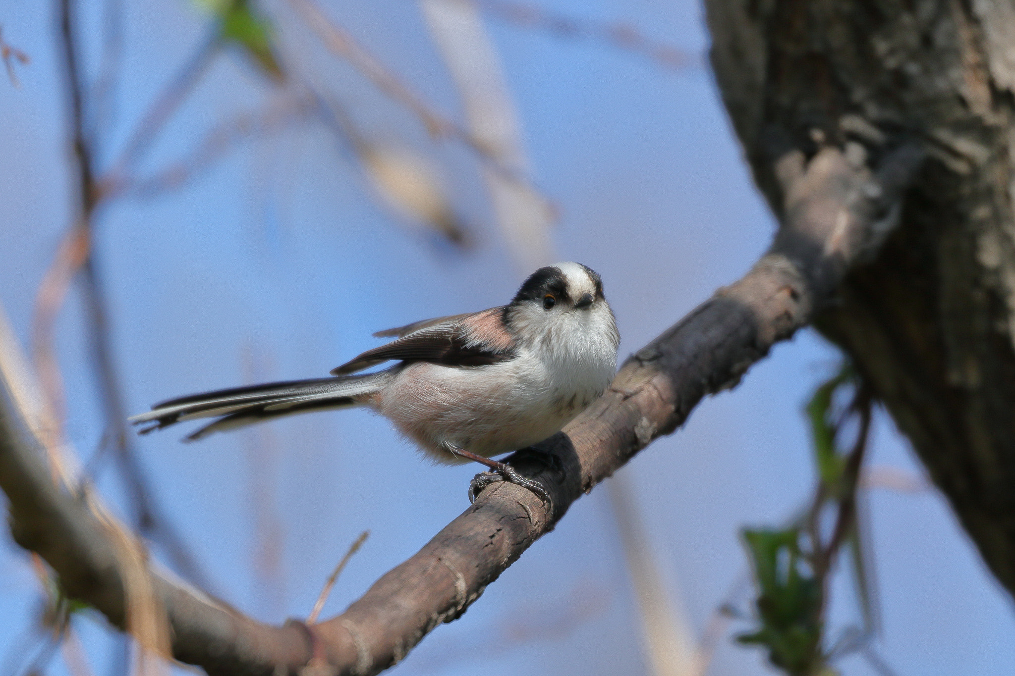 Canon EOS 7D Mark II sample photo. 7i2a0896 photography
