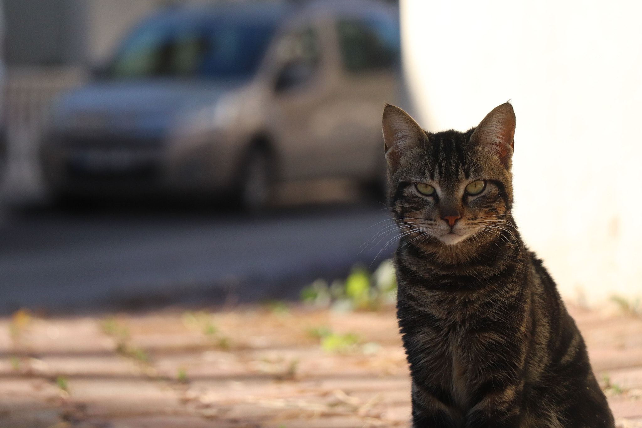 Canon EOS 800D (EOS Rebel T7i / EOS Kiss X9i) sample photo