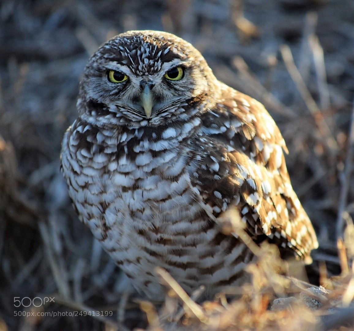 Nikon D5300 sample photo. Burrowing owl watch photography