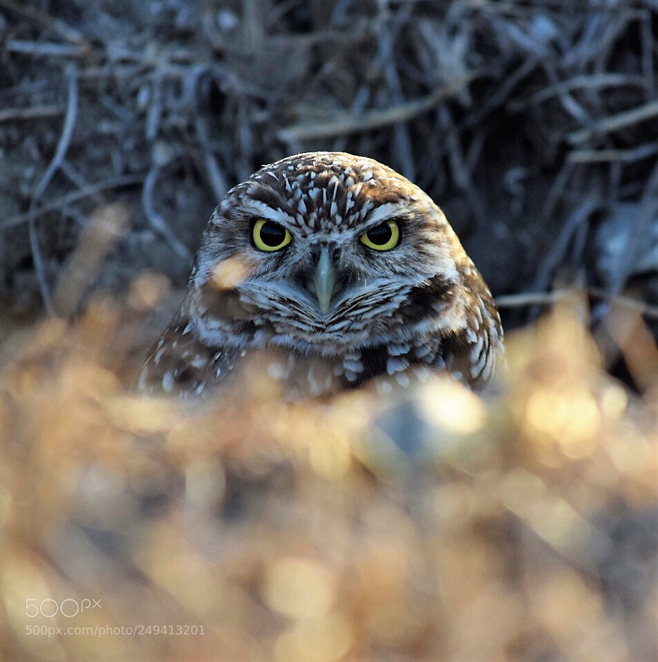 Nikon D5300 sample photo. Burrowing owl portrait photography