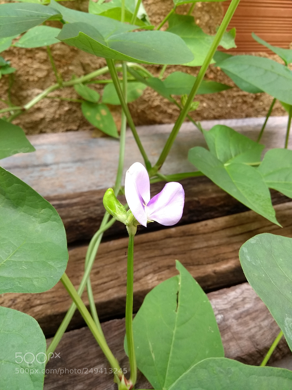 Motorola Moto G (5th Gen) sample photo. Untitled photography
