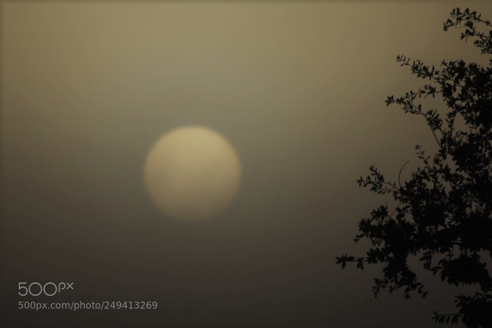 Nikon D5300 sample photo. Burning the fog photography