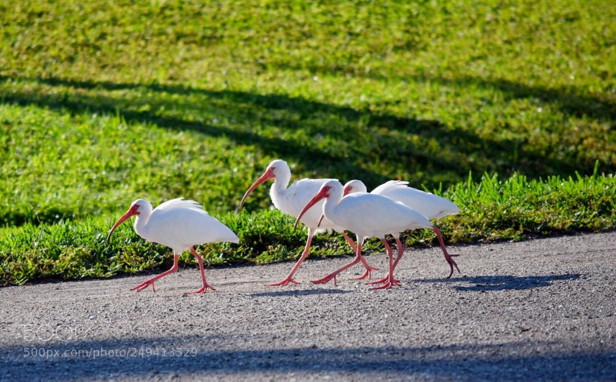 Nikon D5300 sample photo. Ibis morning march photography
