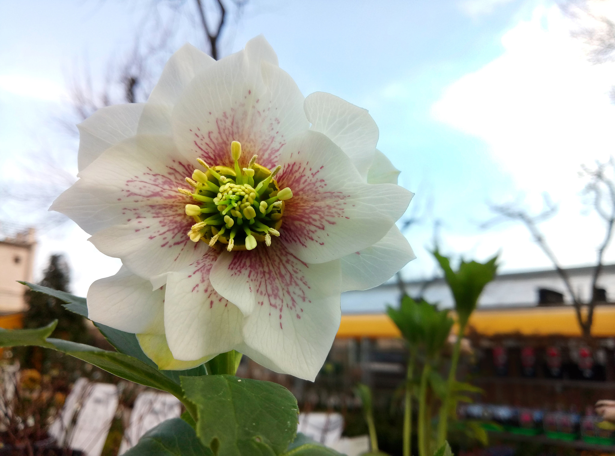 Meizu M3 Max sample photo. Spring flowers photography