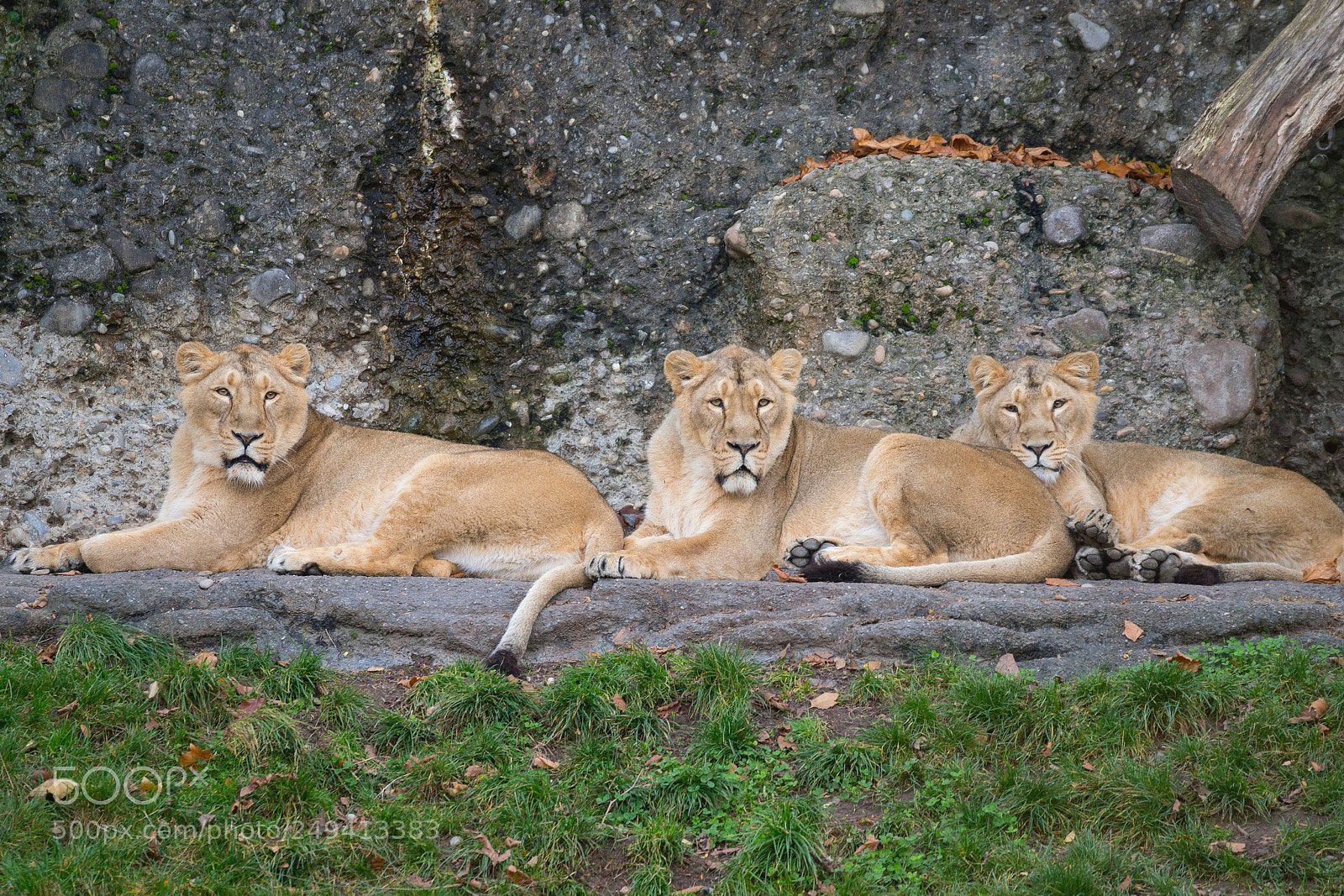 Sony SLT-A99V sample photo. Zürich zoo photography