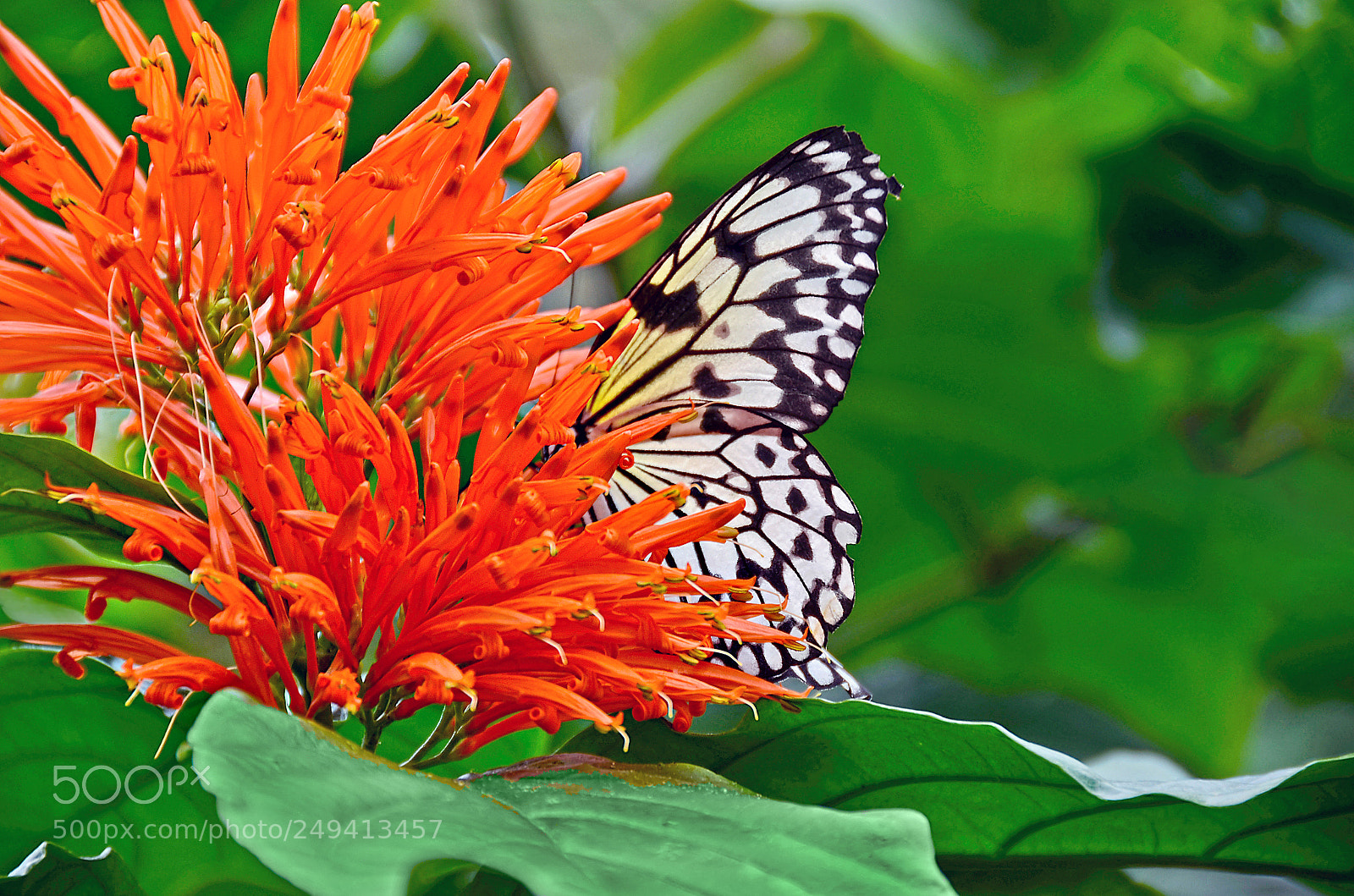 Nikon D7000 sample photo. Butterfly in mexican honeysuckle photography