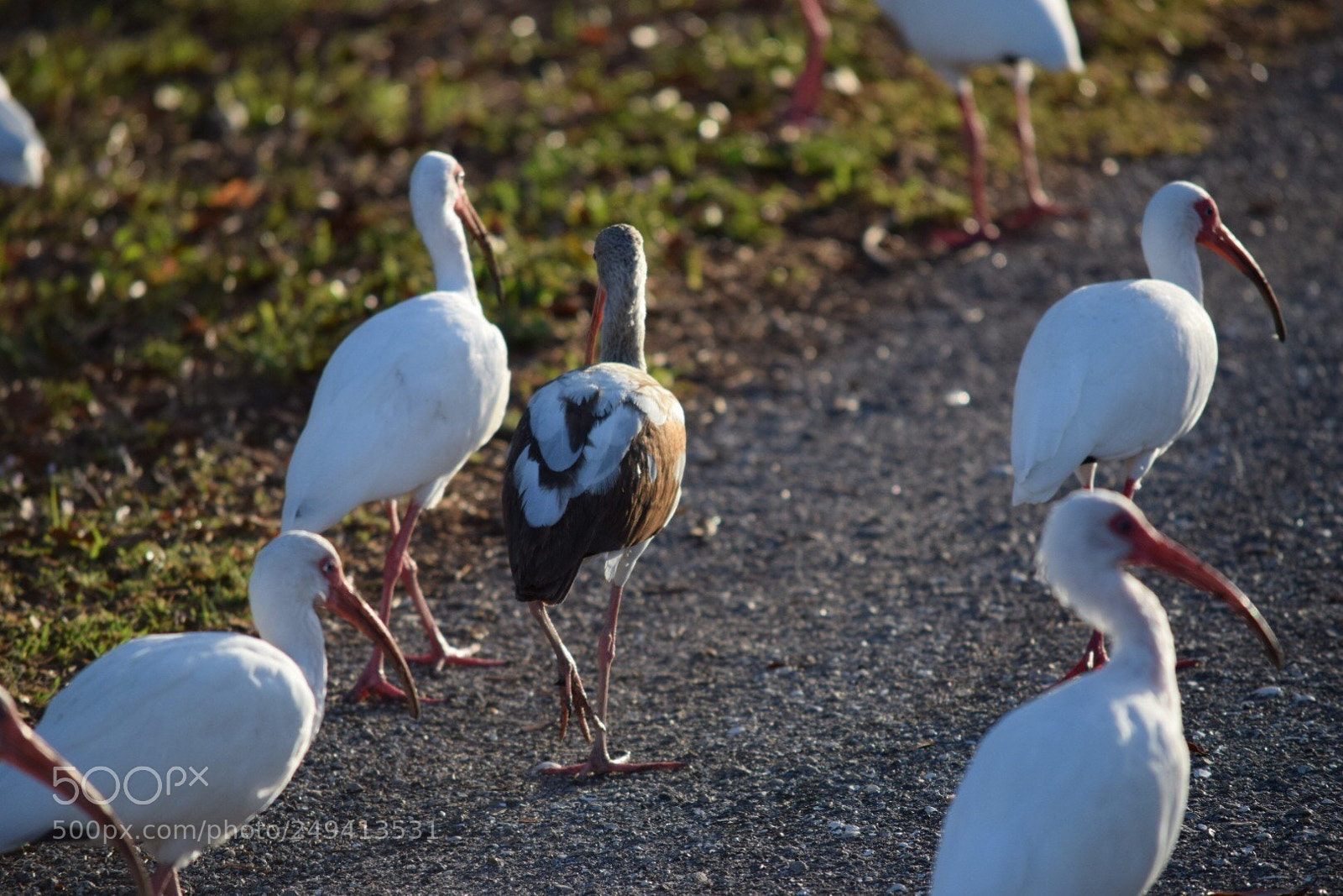 Nikon D5300 sample photo. Ibis flock photography