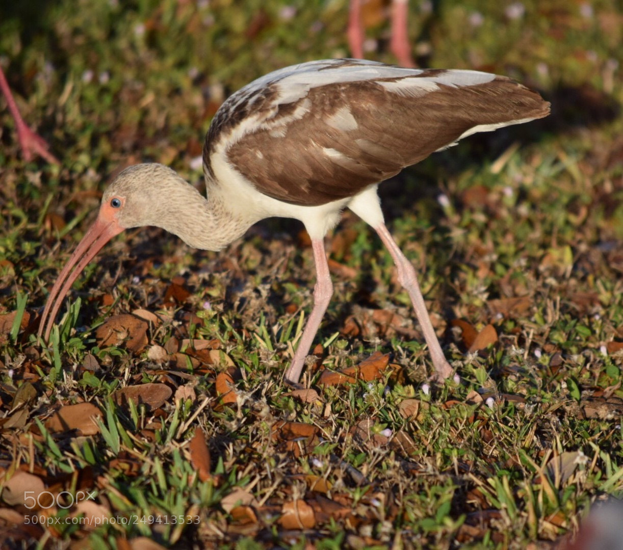 Nikon D5300 sample photo. Brown ibis photography