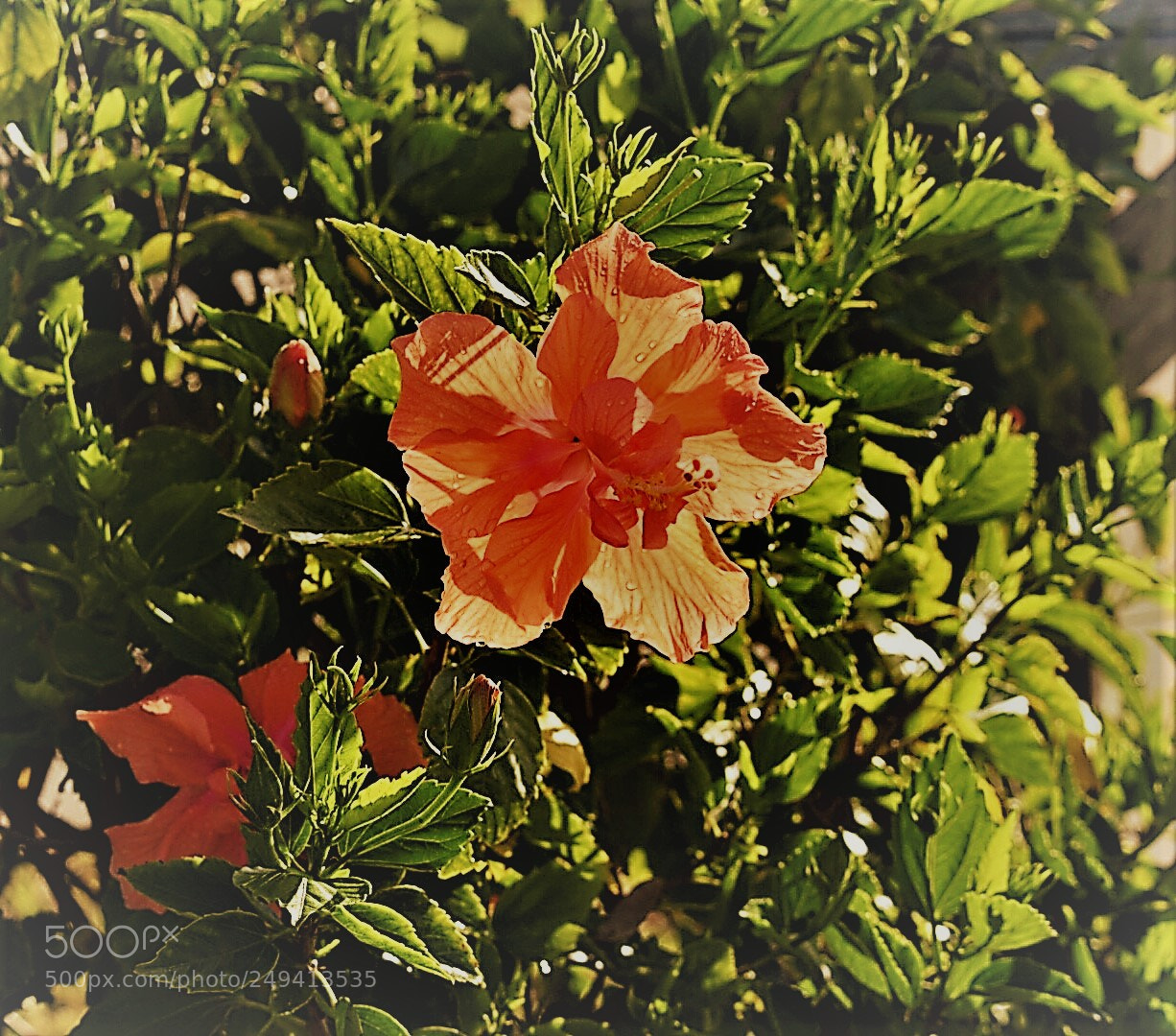 Nikon D5300 sample photo. 2018-02-23 08-21-16 500.jpeg photography