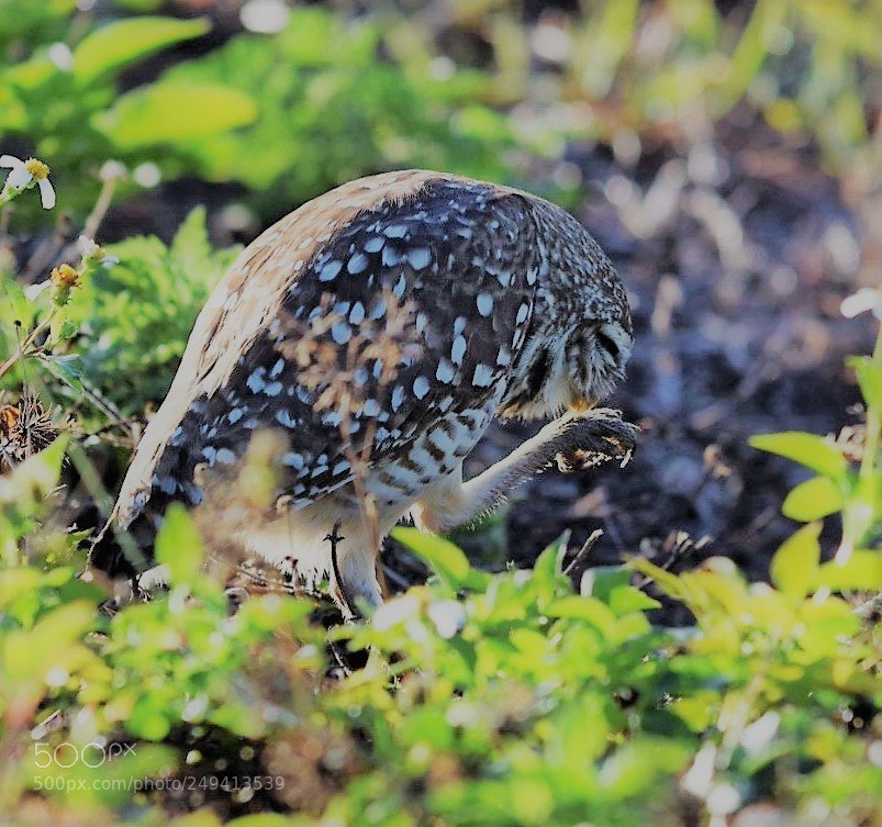 Nikon D5300 sample photo. Burrowing owl photography
