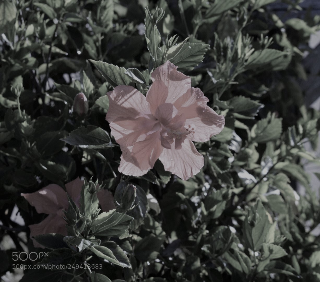 Nikon D5300 sample photo. Flower burl photography