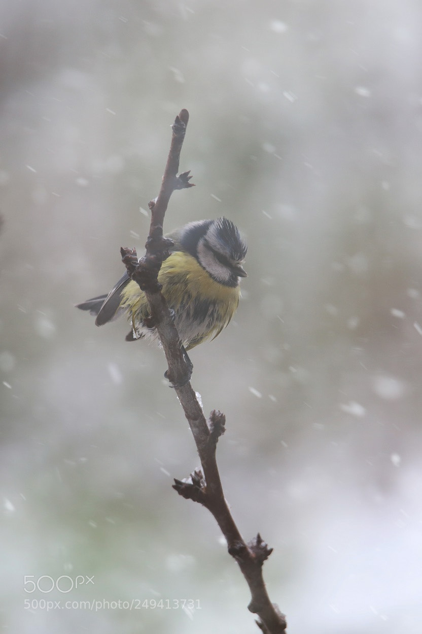 Canon EOS 6D Mark II sample photo. Nevicando photography