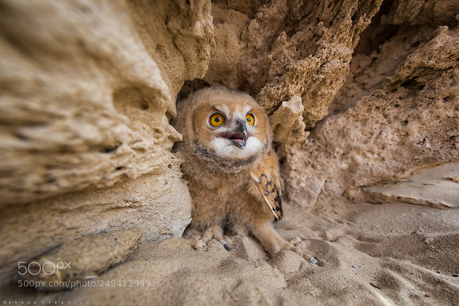 Nikon D810 sample photo. Home of owl photography