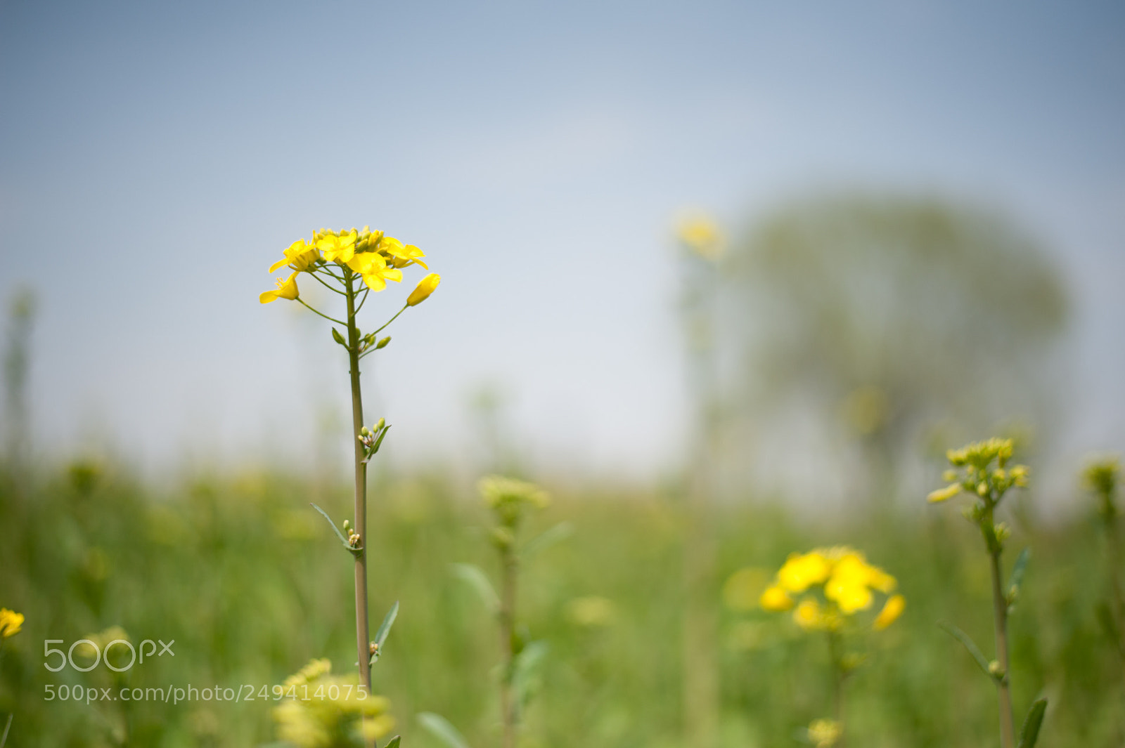 Nikon D700 sample photo. Rape flower 01 photography