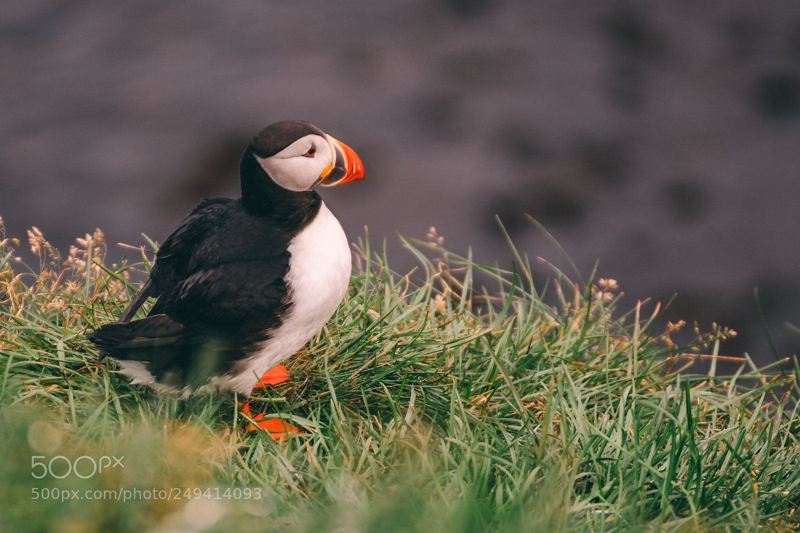 Sony a7 II sample photo. Puffin photography
