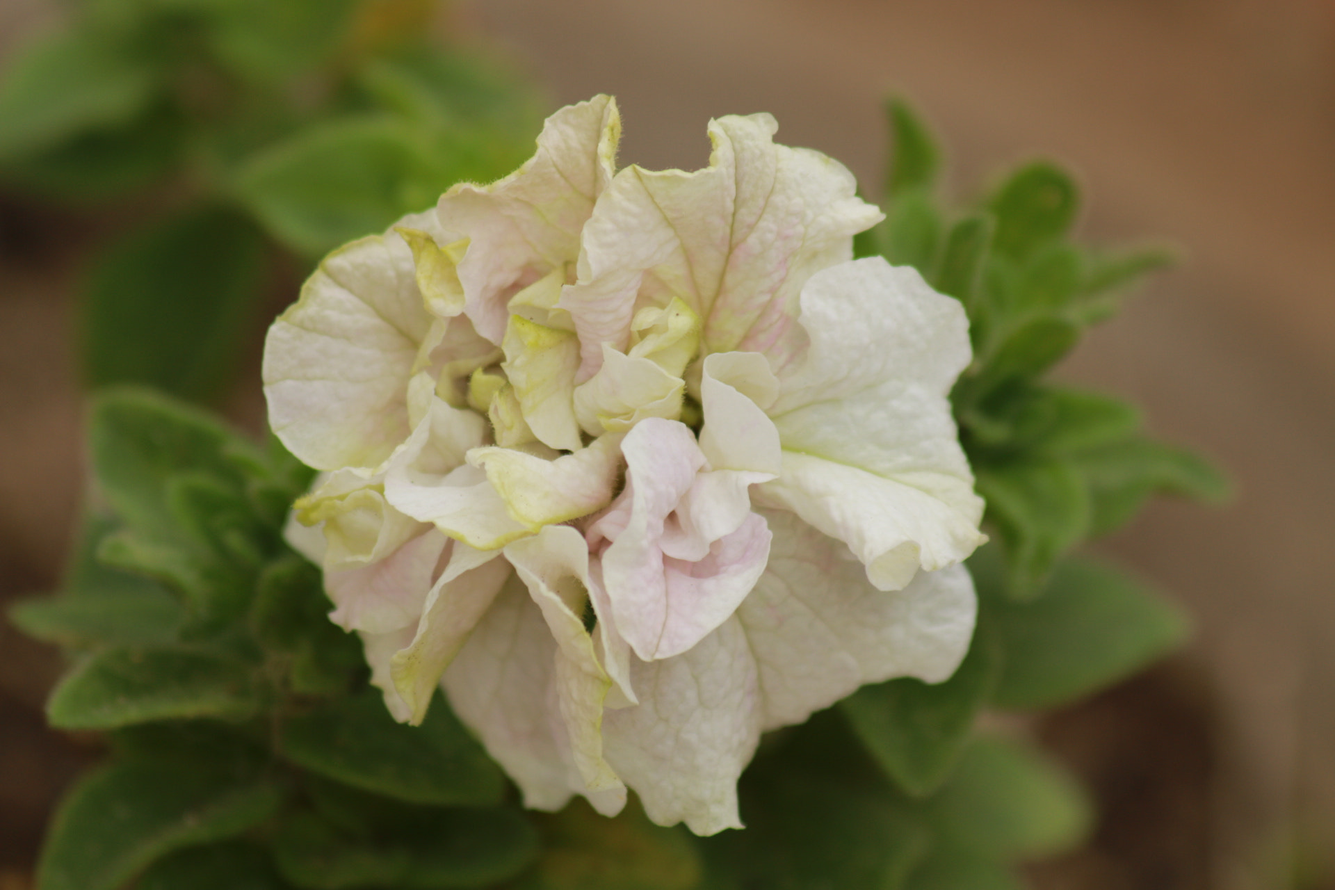 Canon EF 70-300mm F4-5.6 IS USM sample photo