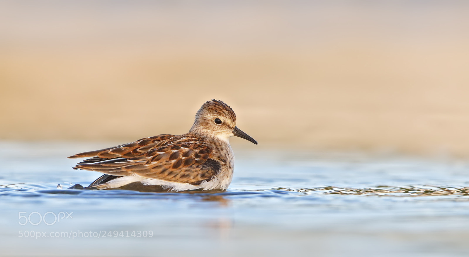 Canon EOS-1D X sample photo. Least sandpiper bathing photography