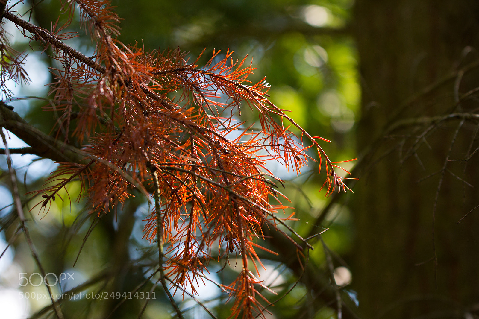 Canon EOS 70D sample photo. Color photography