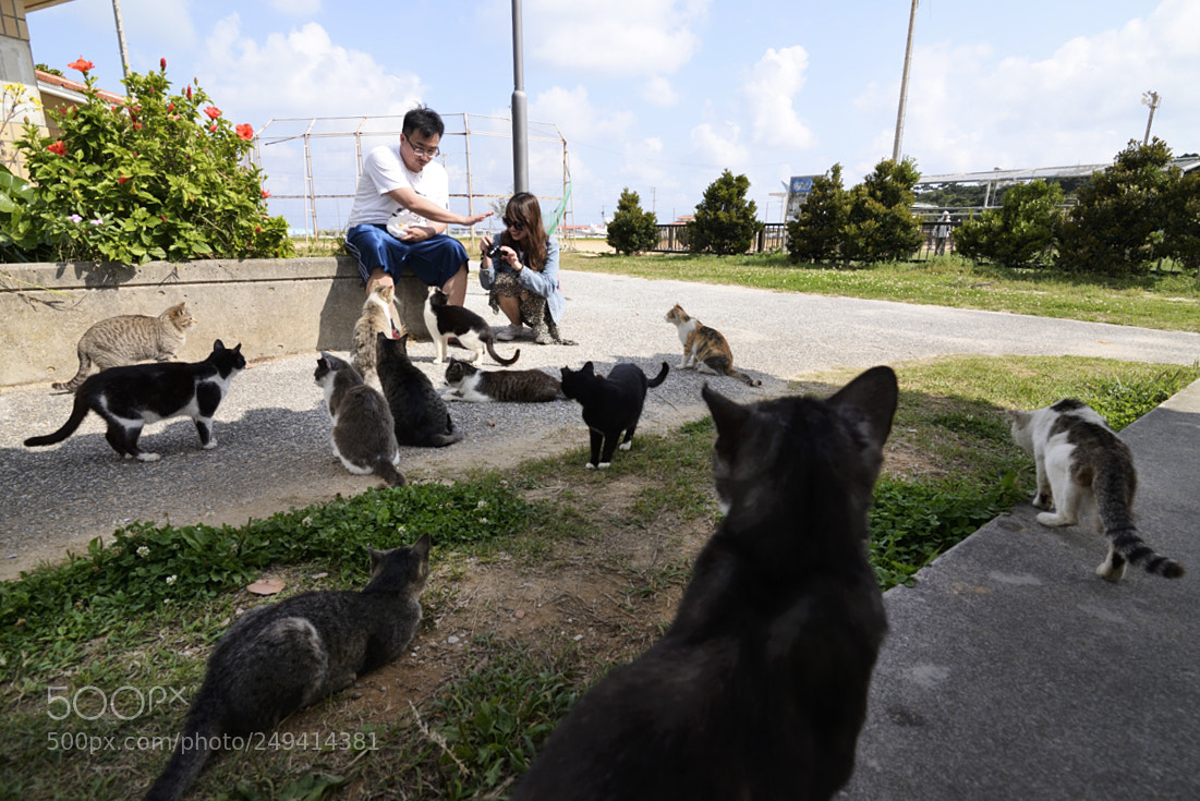 Nikon D610 sample photo. Cats photography