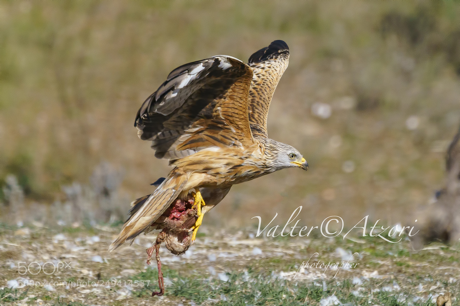 Sony a9 sample photo. Kite with prey photography