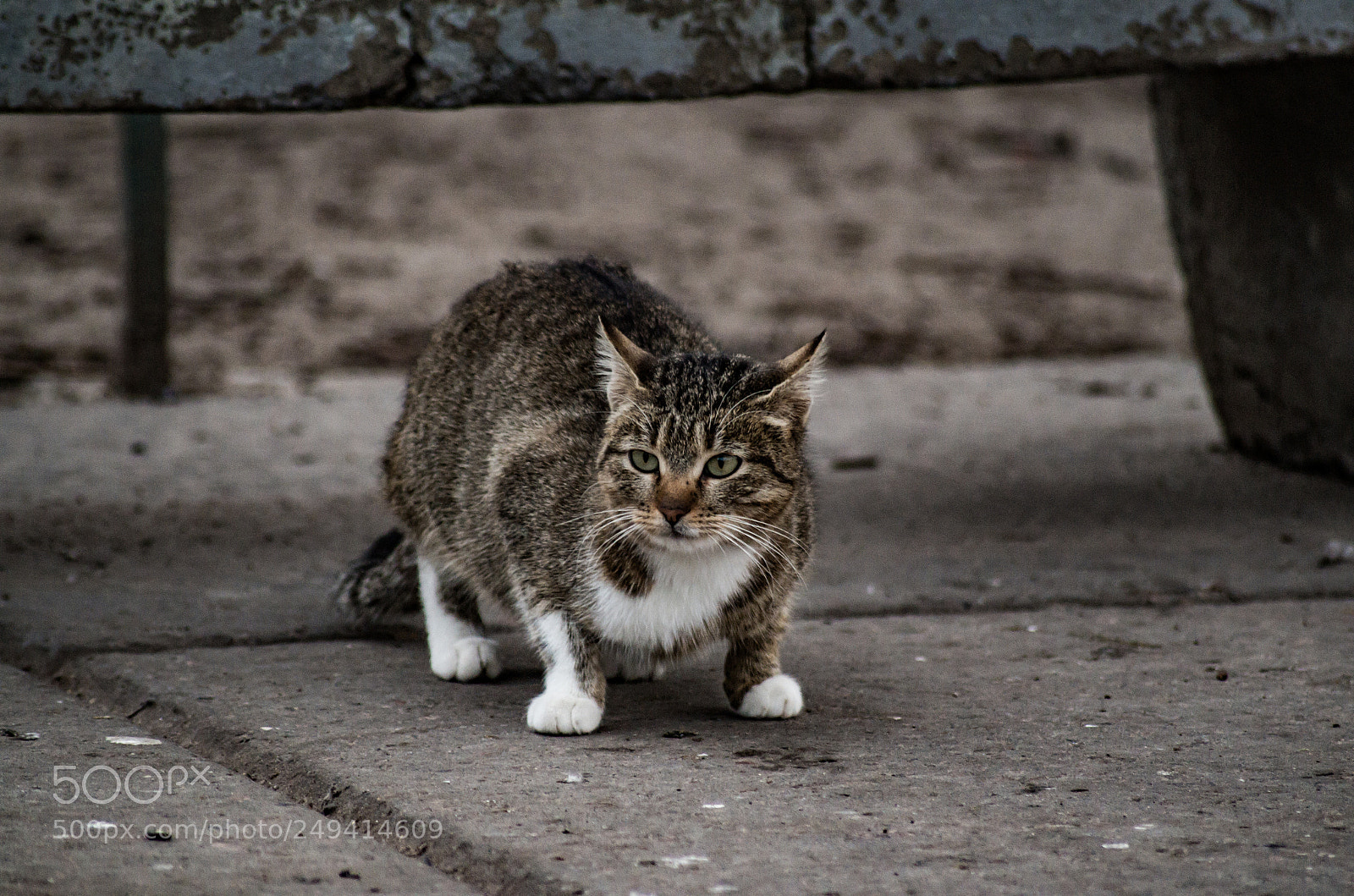 Pentax K-30 sample photo. Urban cat photography