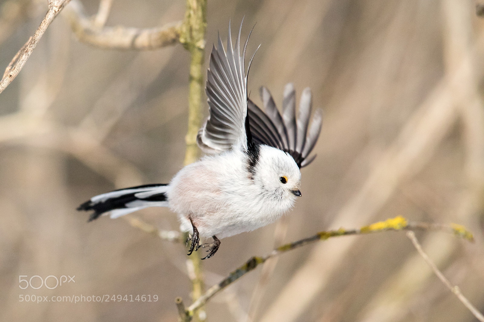 Canon EOS 5D Mark IV sample photo. Long tailed tit photography