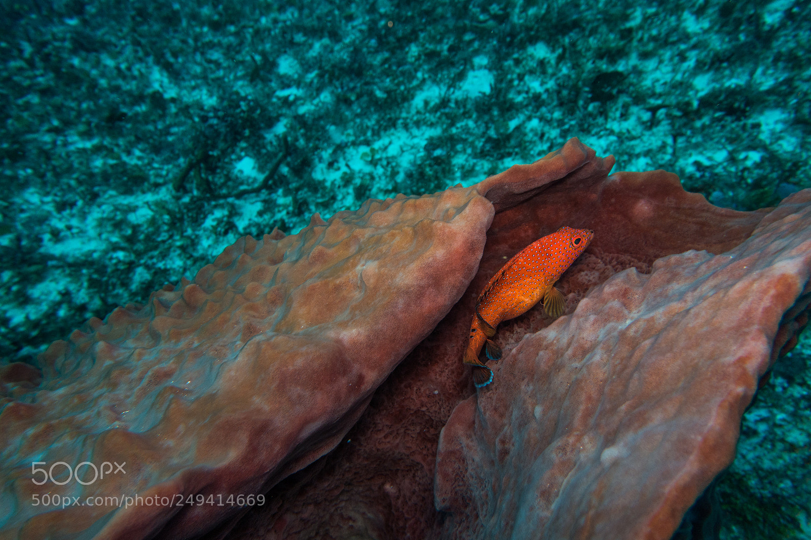 Sony Cyber-shot DSC-RX100 III sample photo. Scuba in the mexican photography