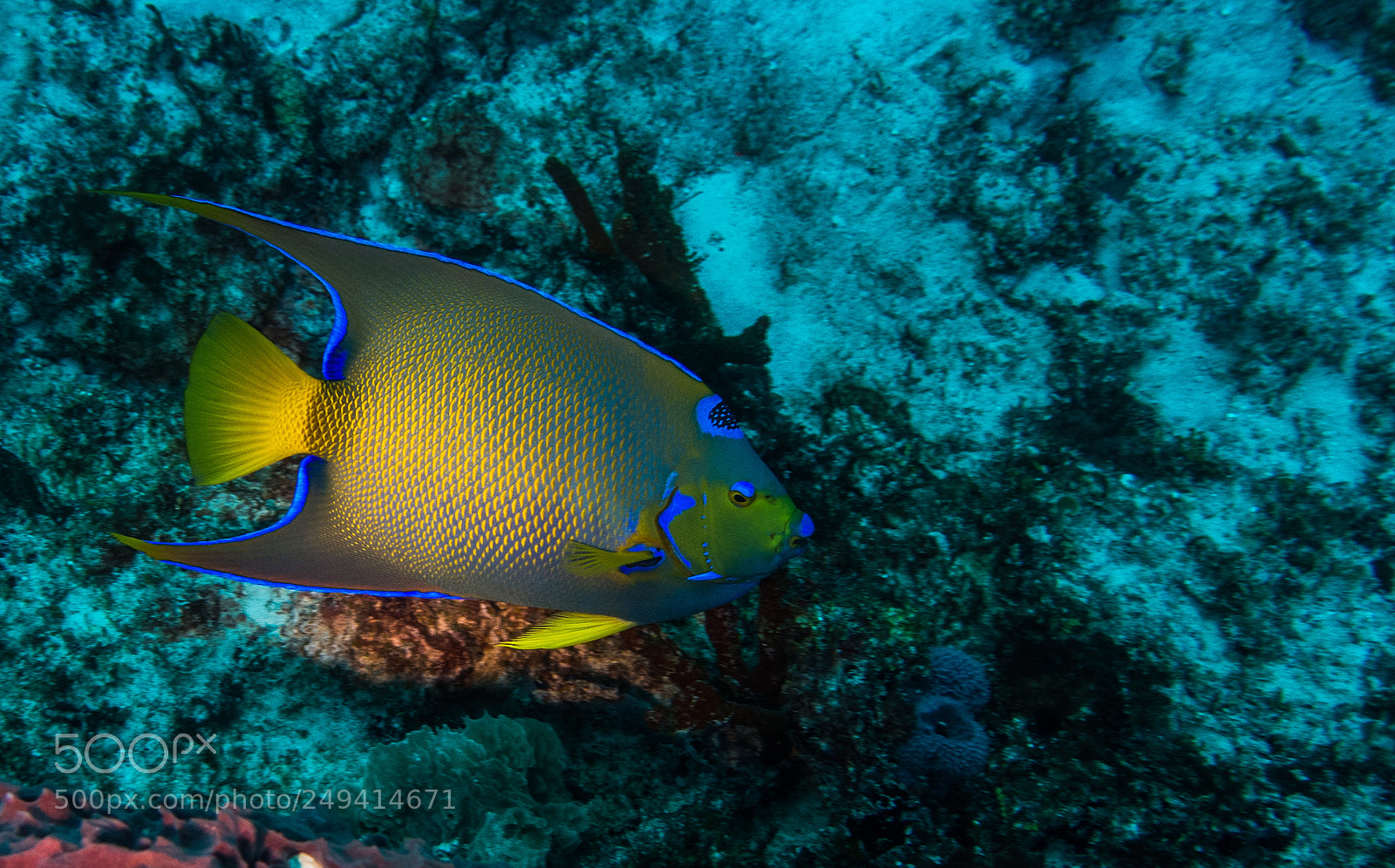 Sony Cyber-shot DSC-RX100 III sample photo. Scuba in the mexican photography