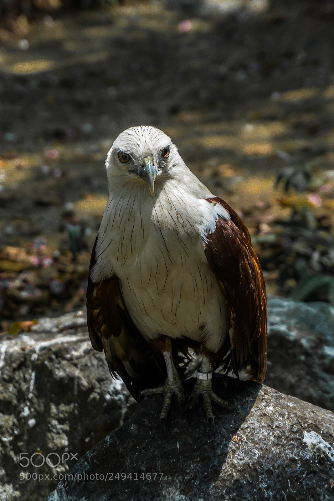 Sony a6000 sample photo. Eagle photography