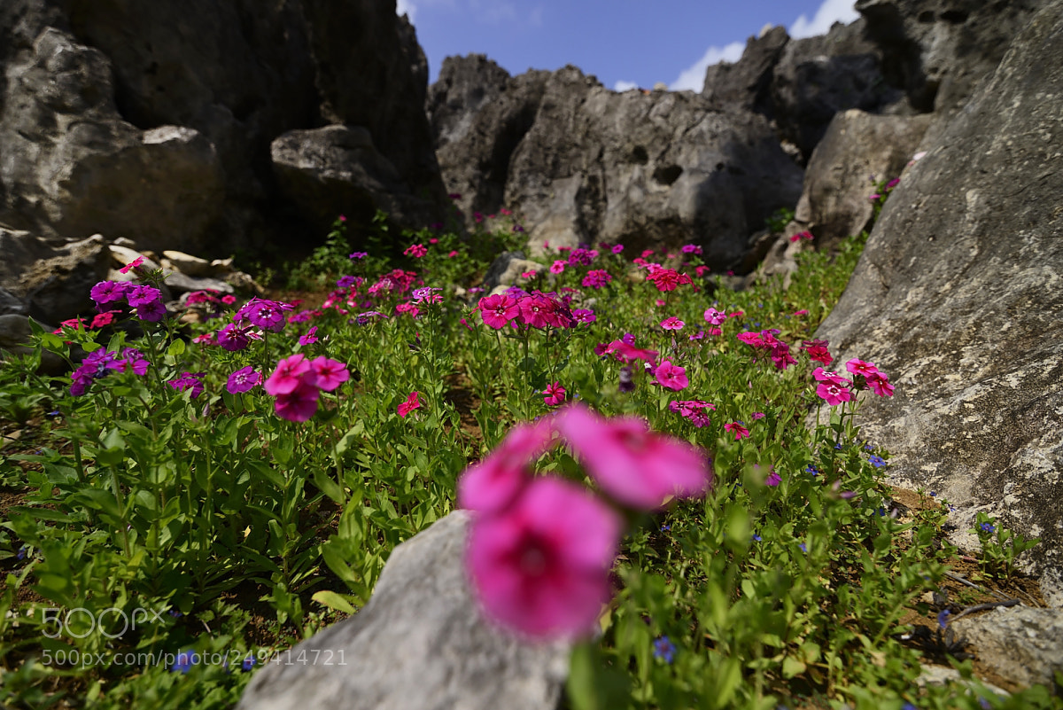 Nikon D610 sample photo. Miniature valley photography