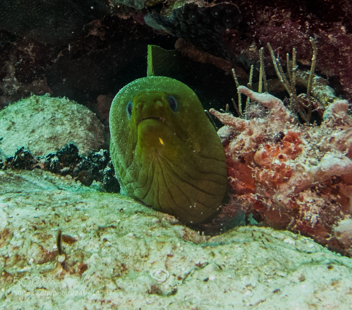 Sony Cyber-shot DSC-RX100 III sample photo. Scuba in the mexican photography