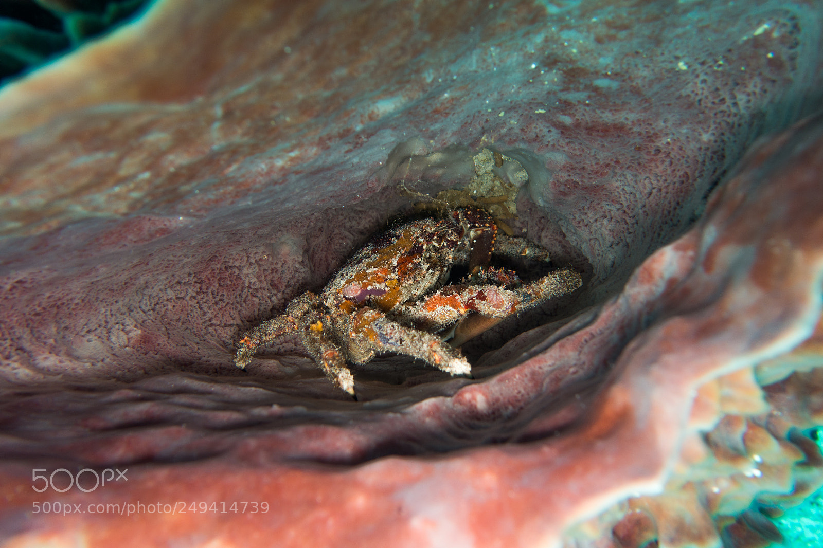 Sony Cyber-shot DSC-RX100 III sample photo. Scuba in the mexican photography