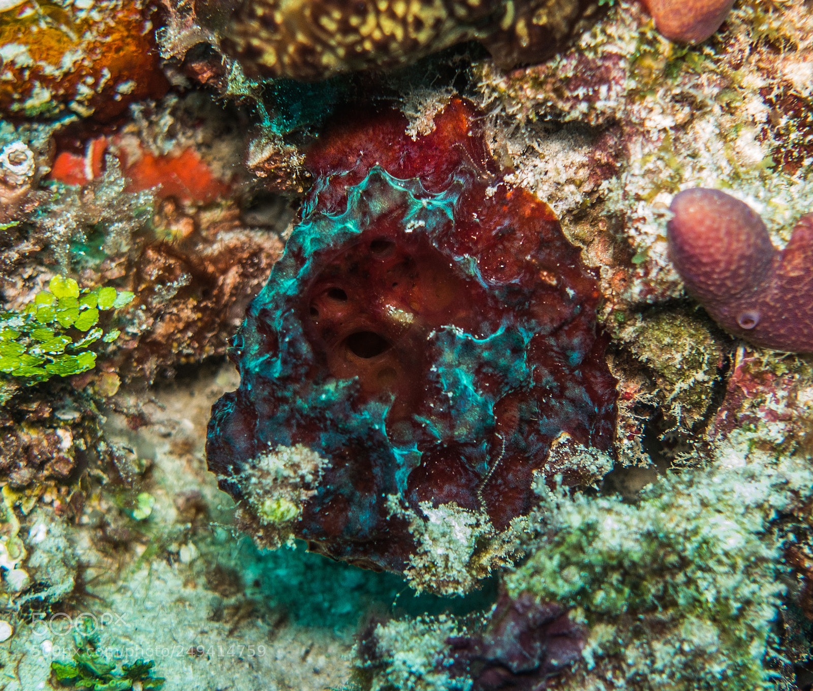 Sony Cyber-shot DSC-RX100 III sample photo. Scuba in the mexican photography