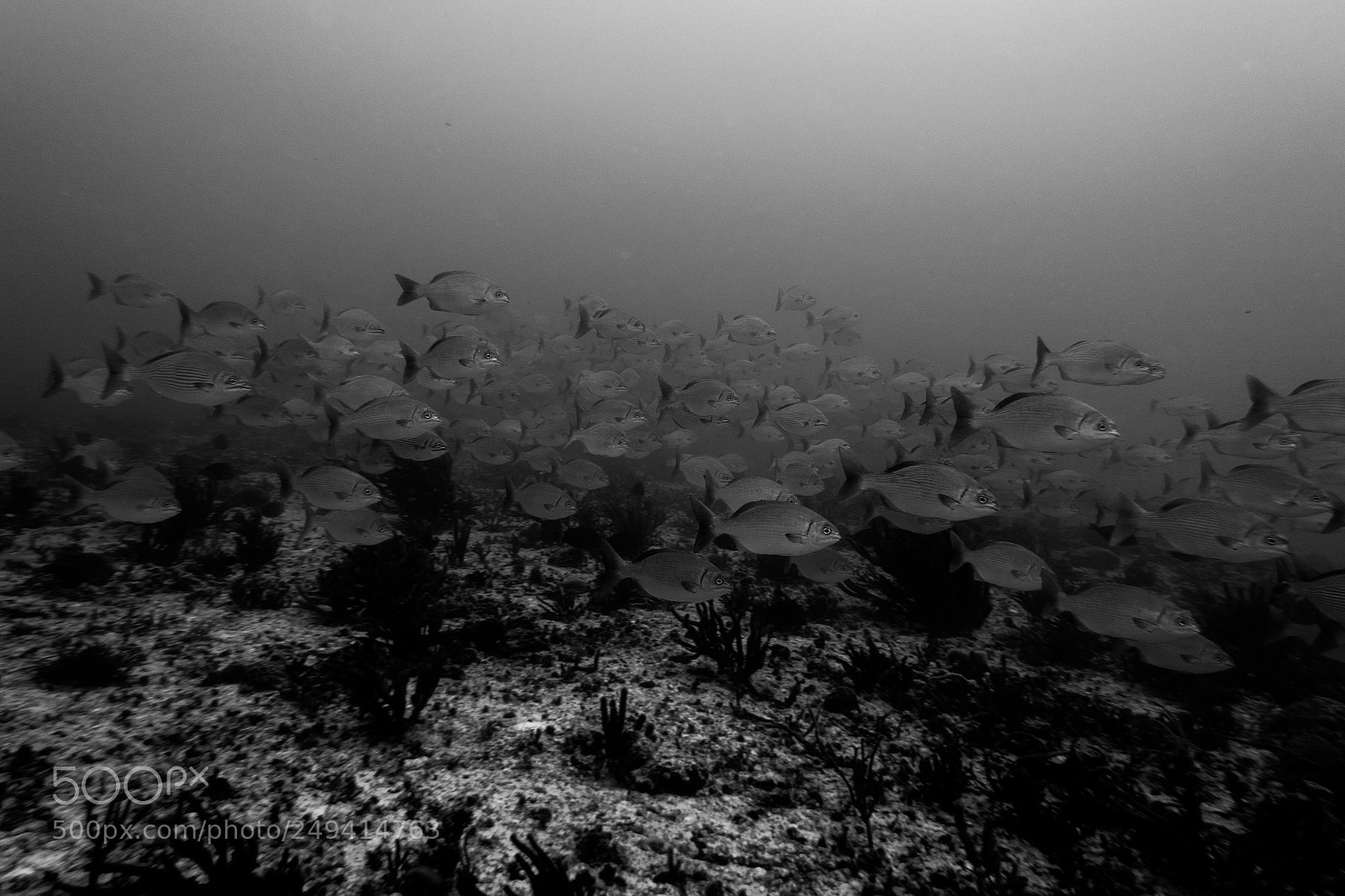Sony Cyber-shot DSC-RX100 III sample photo. Scuba in the mexican photography