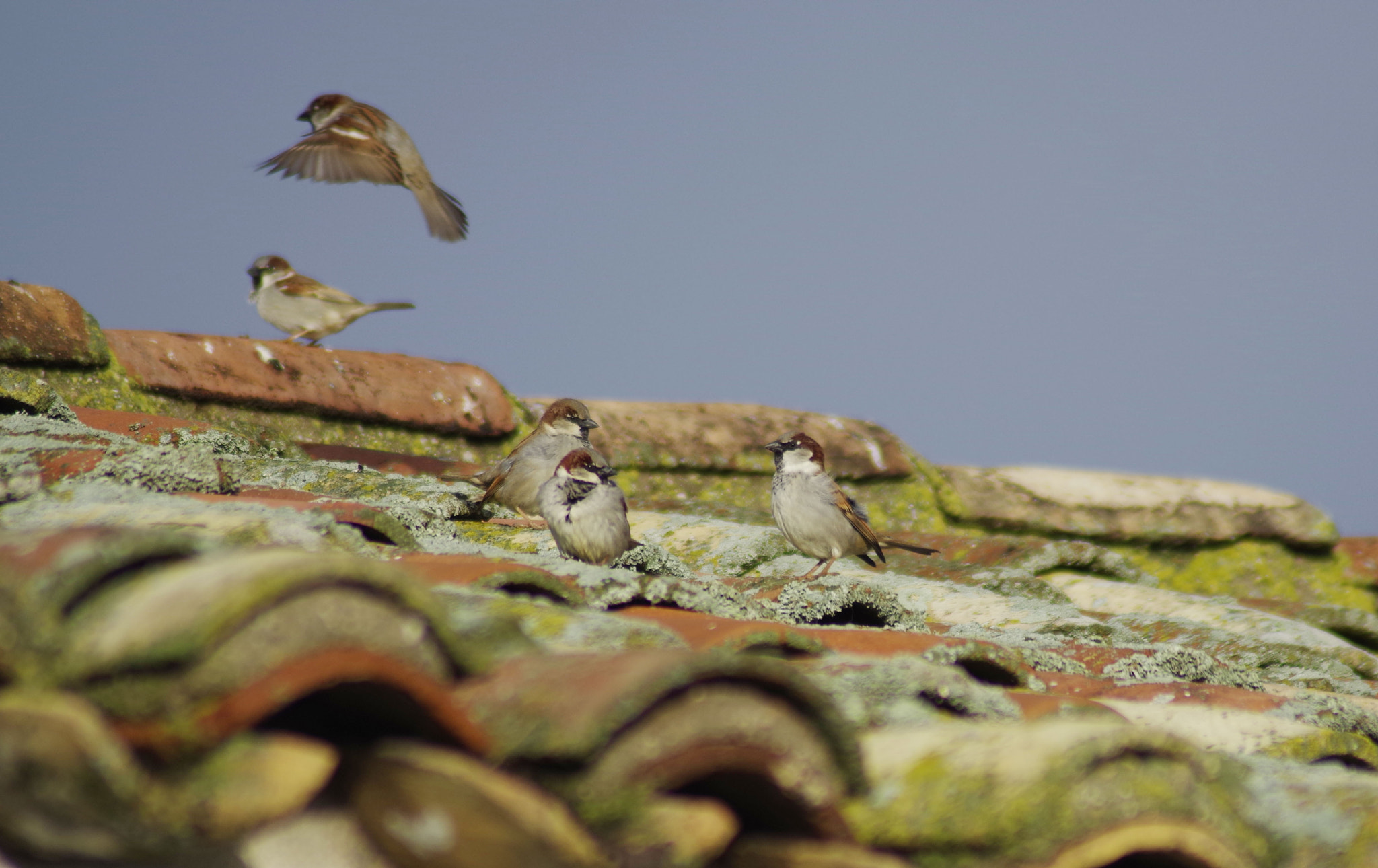Pentax K-S1 sample photo. Img photography